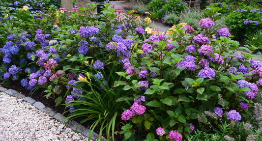 How to Keep (or Change) Your Hydrangeas to Pink, Blue, or Purple