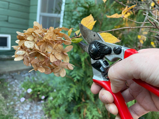 How to Prune Hydrangeas