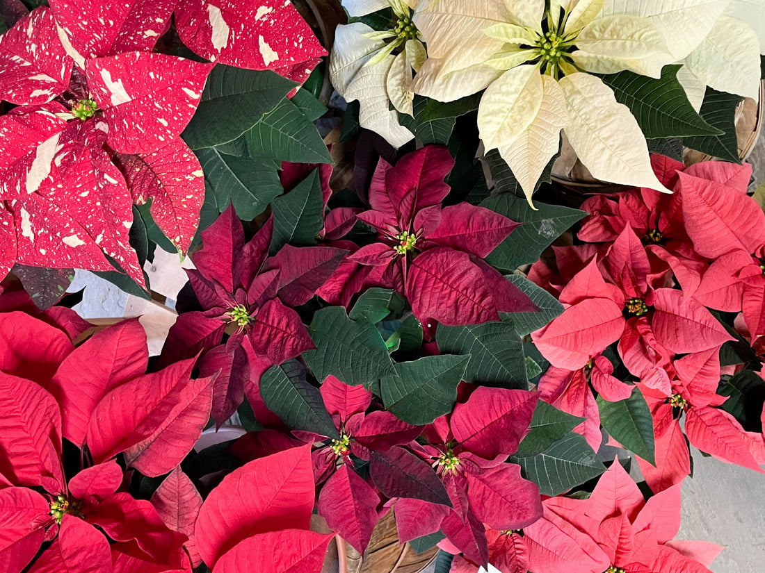How to Care for Poinsettias