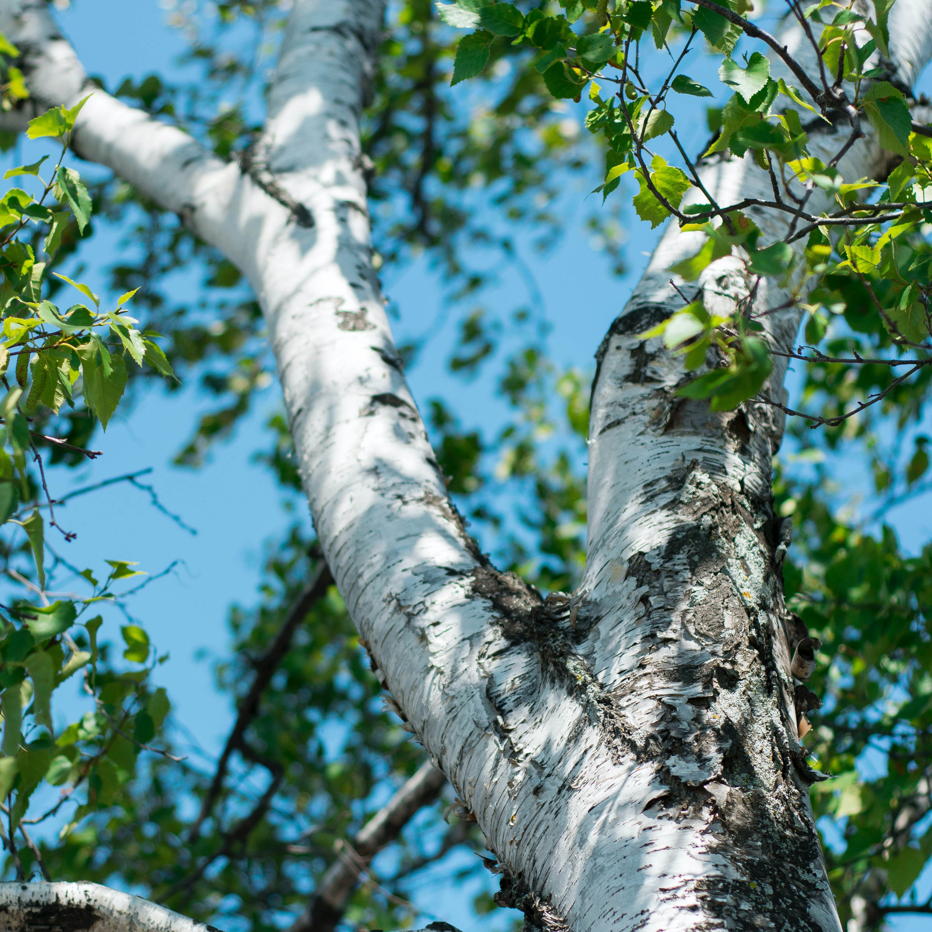 Birch (Betula) – Mandy Spring Farm Nursery, Inc.