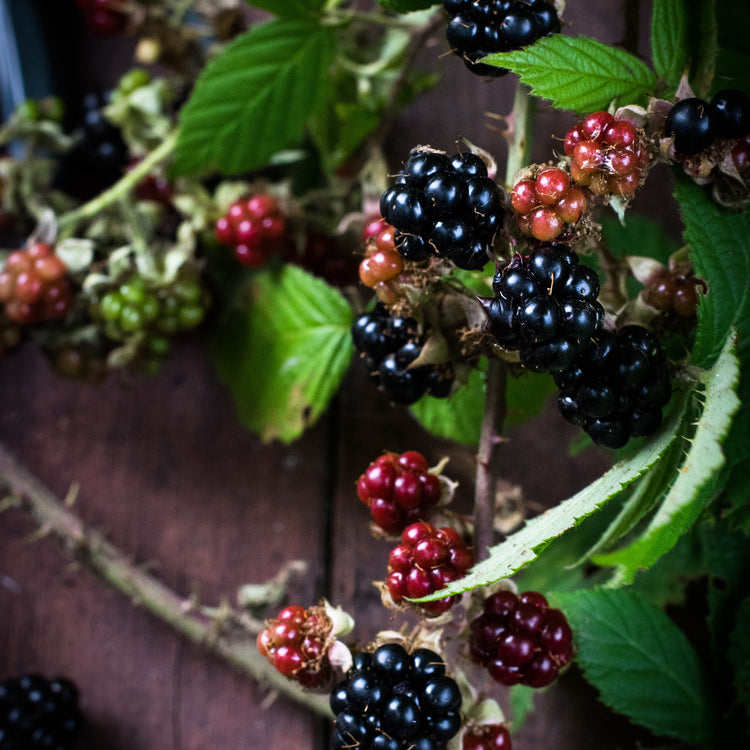 Blackberry & Raspberry (Rubus)