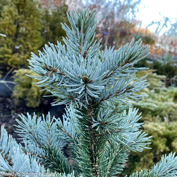 Spruce (Picea) Shrubs