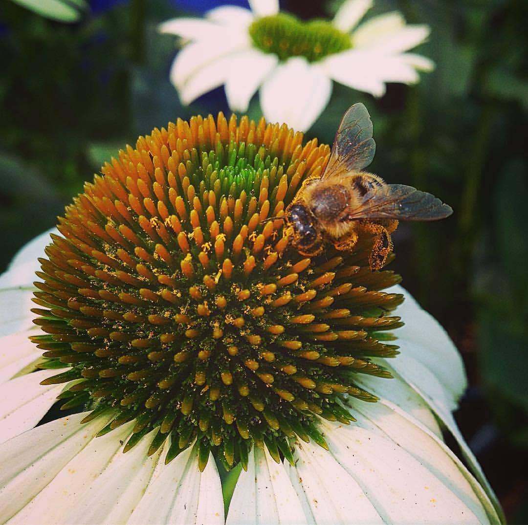 Scatter Garden | Honeybee | Pollinator Garden