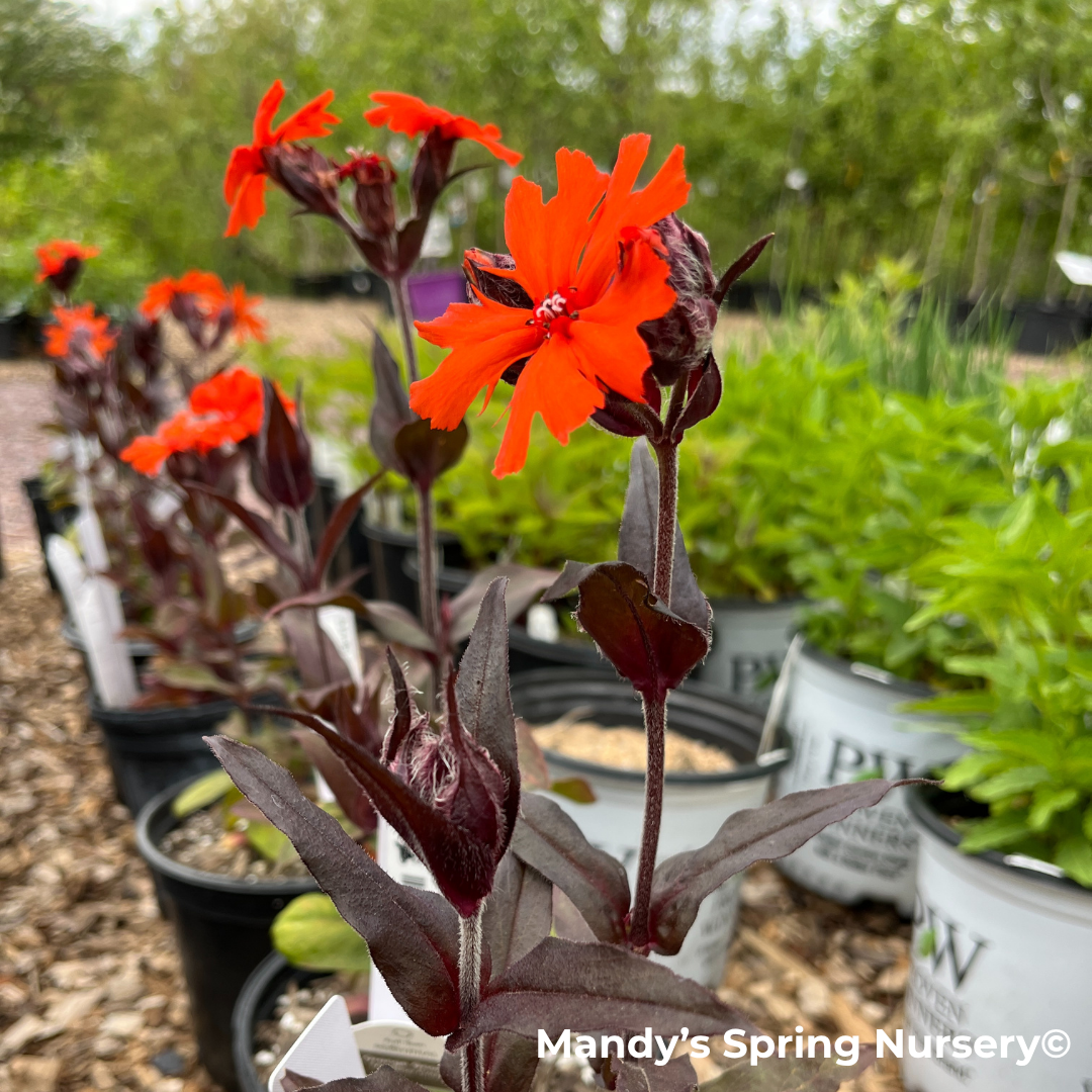 'Orange Gnome' Catchfly | Lychnis arkwrightii