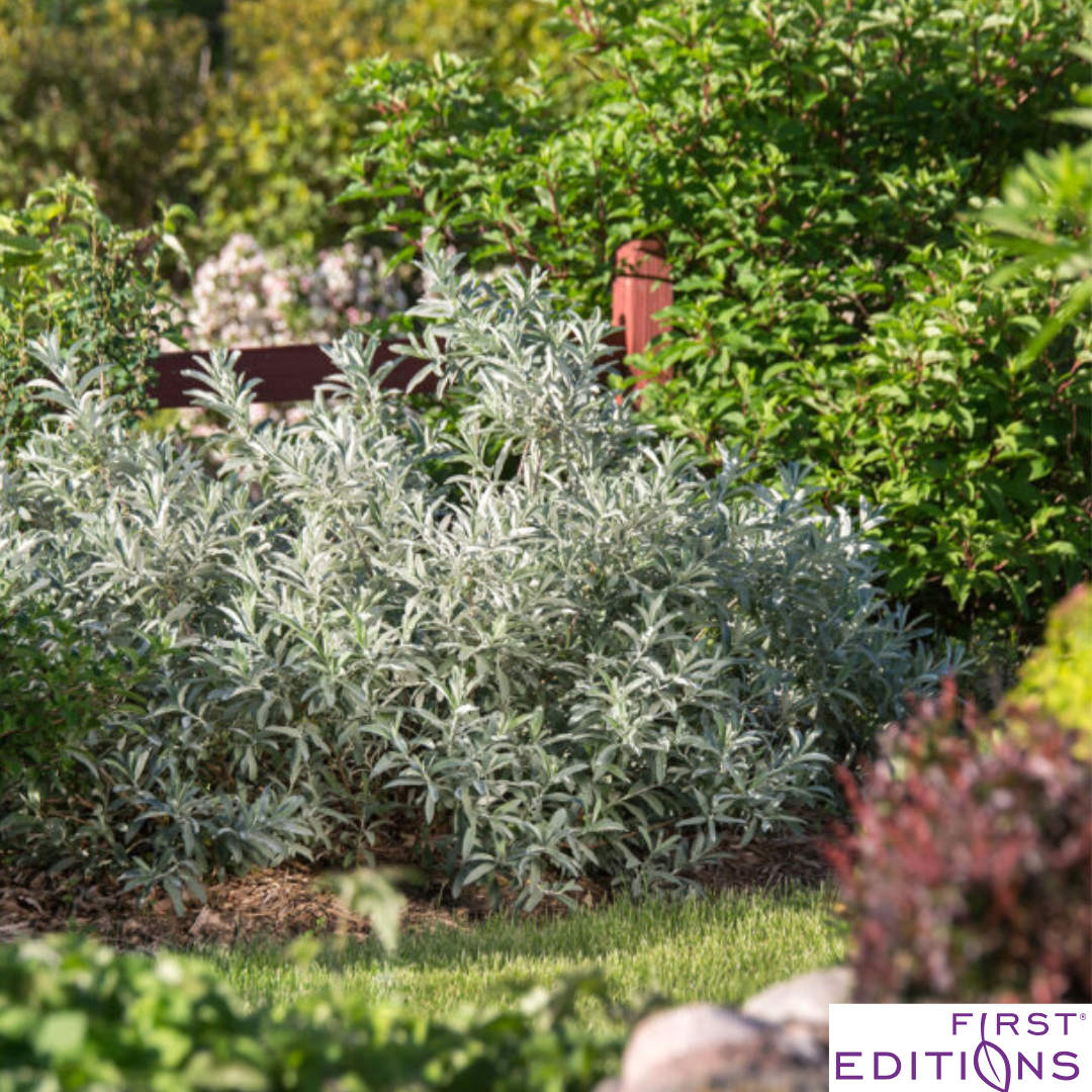 Iceberg Alley Sageleaf Willow | Salix candida