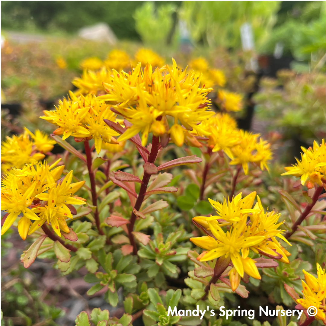 succulent ground cover with yellow flowers Kamtschaticum Gold Stonecrop