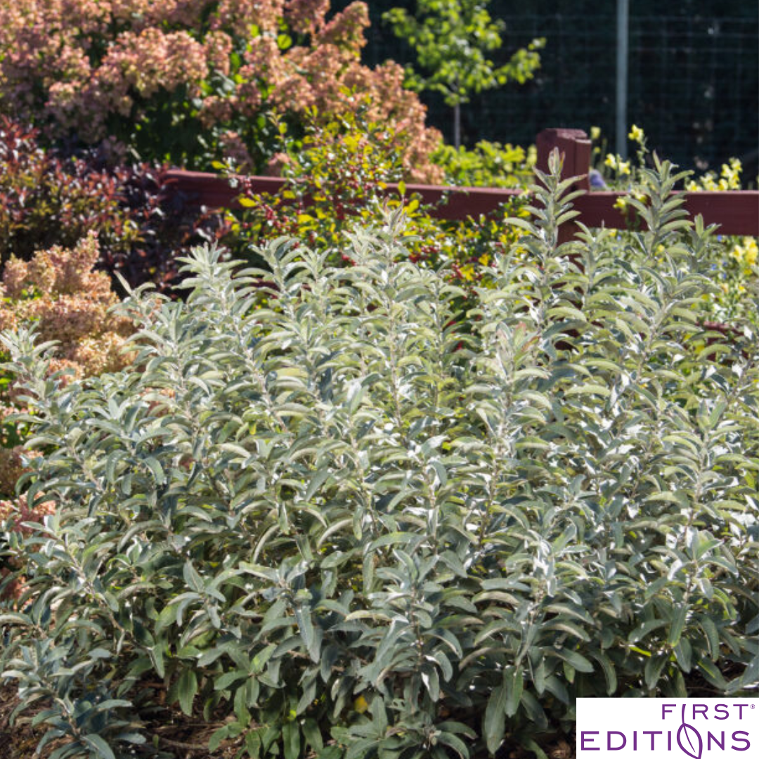Iceberg Alley Sageleaf Willow | Salix candida