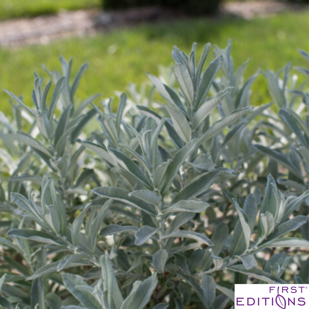 Iceberg Alley Sageleaf Willow | Salix candida