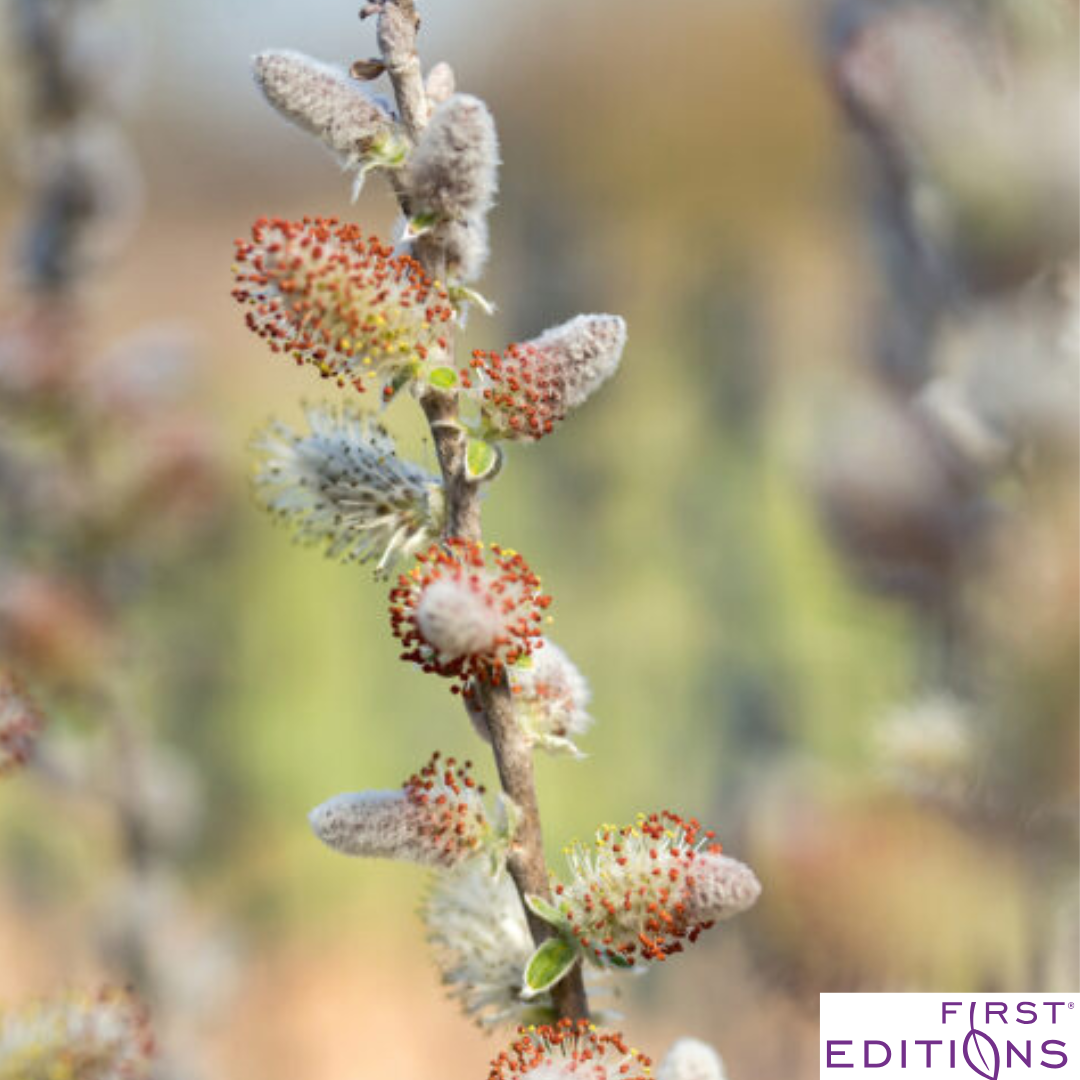 Iceberg Alley Sageleaf Willow | Salix candida