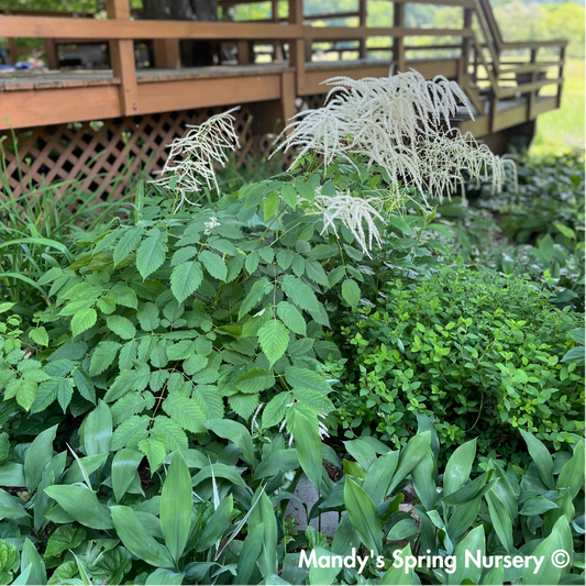 Goat's Beard | Aruncus dioicus