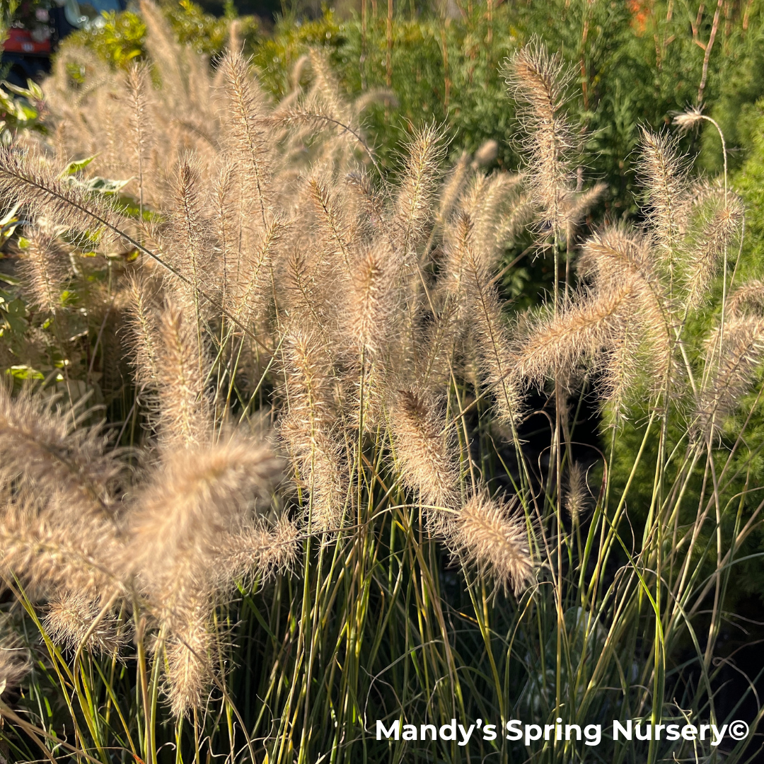 Hameln Fountain Grass | Pennisetum alopecuroides