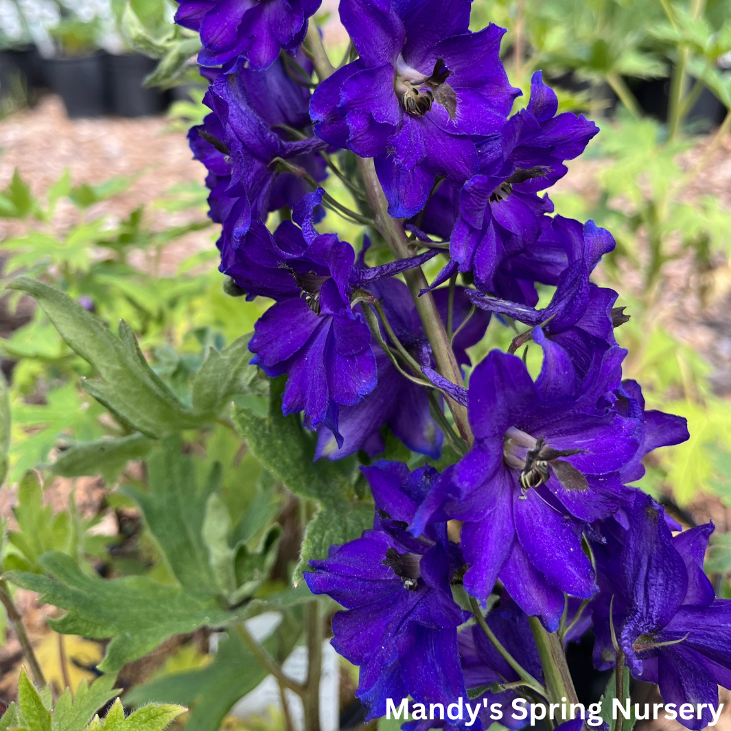 'Magic Fountains' Dark Blue Bee Larkspur | Delphinium