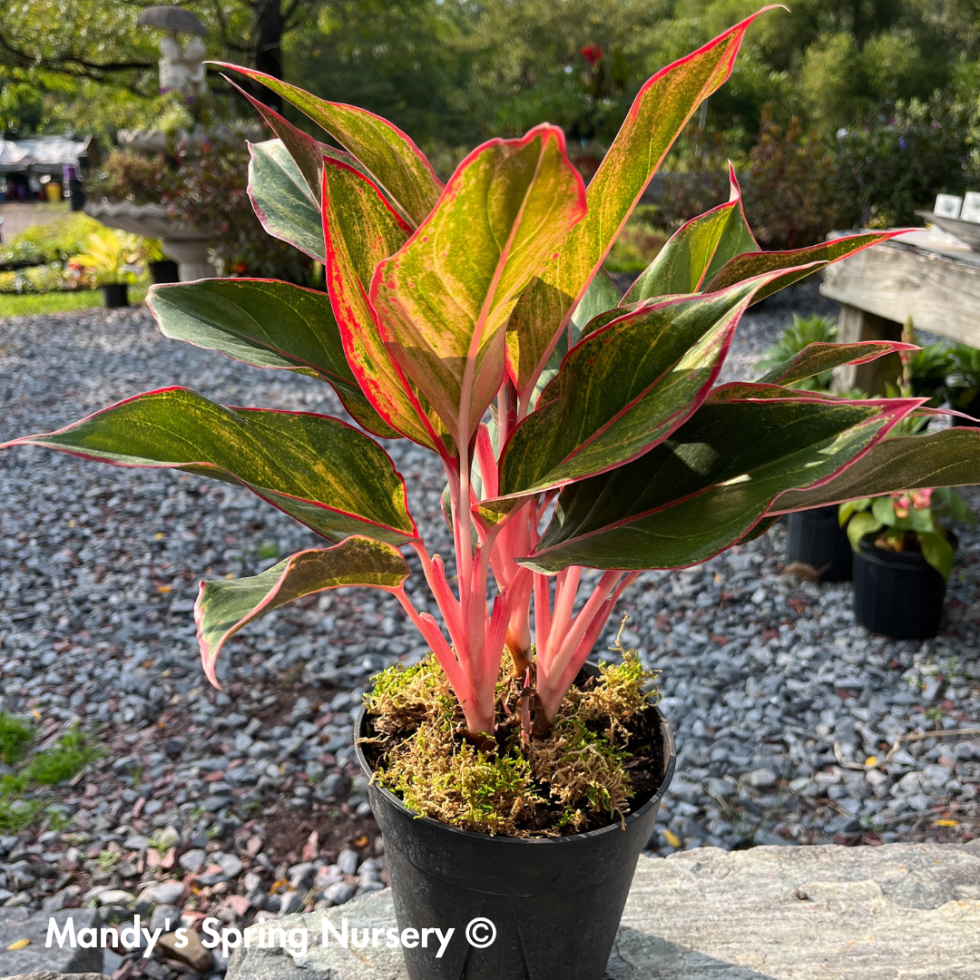 'Lucky Plant' | Aglaonema