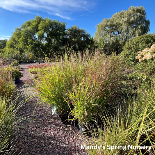 Shenandoah Red Switchgrass | Panicum virgatum