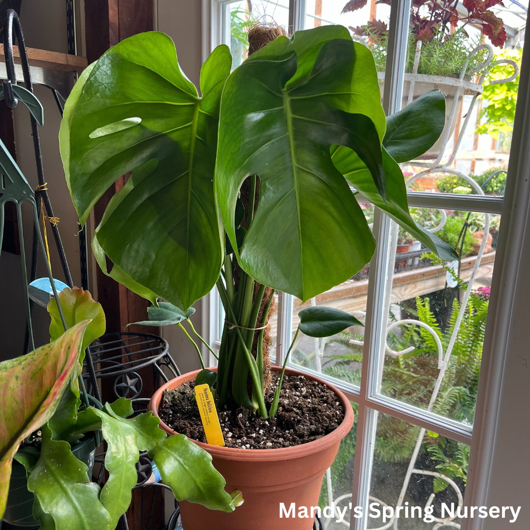 Swiss Cheese Plant | Monstera deliciosa