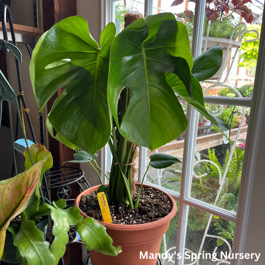 Swiss Cheese Plant | Monstera deliciosa