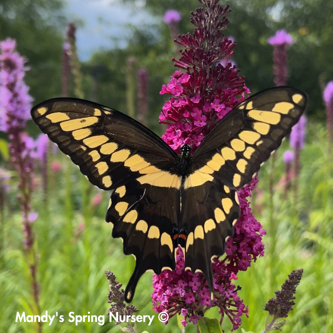 Funky Fuchsia Butterfly Bush | Buddleia davidii