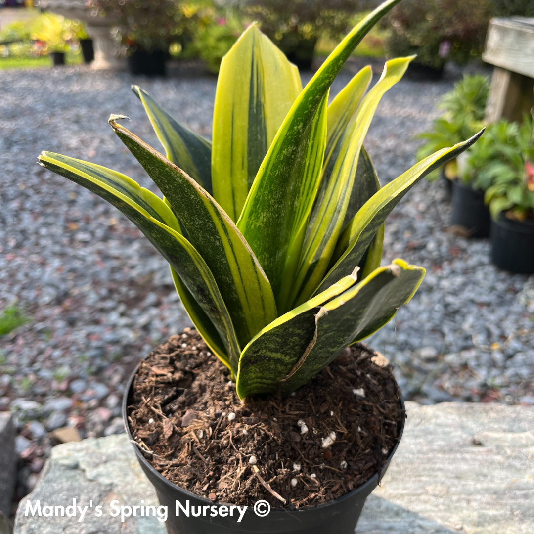 succulent plant echeveria Crested Firecracker Plant (Echeveria pulvinata 'Frosty crested') for Sale