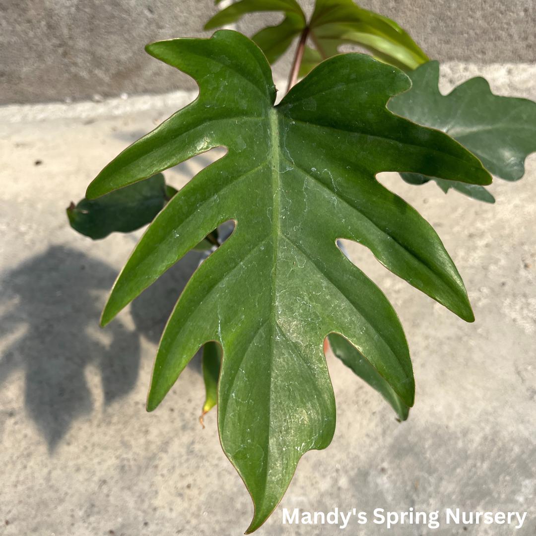 mayoi philodendron Mayoi Philodendron