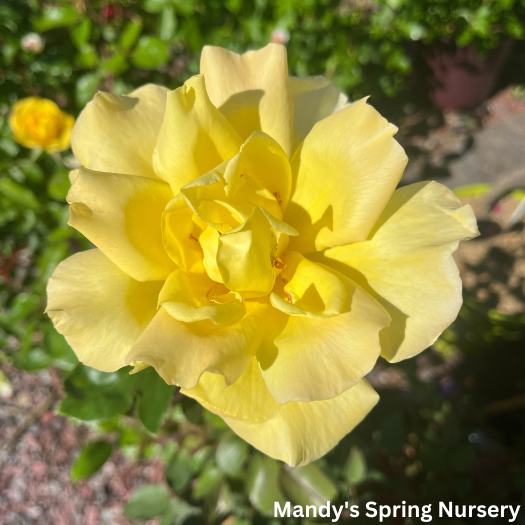 Golden Showers Climbing Rose – Mandy Spring Farm Nursery, Inc.