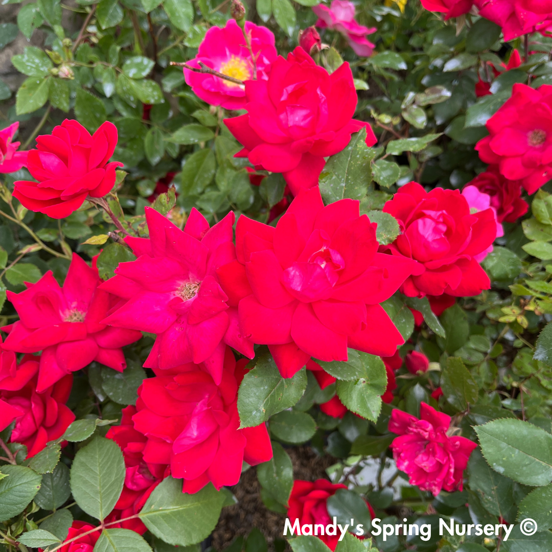 Red Double Knock Out Rose | Rosa