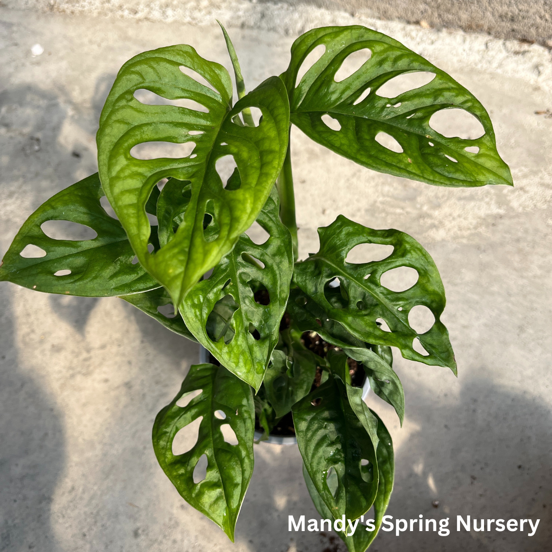 swiss cheese plant leaf Swiss Cheese Plant