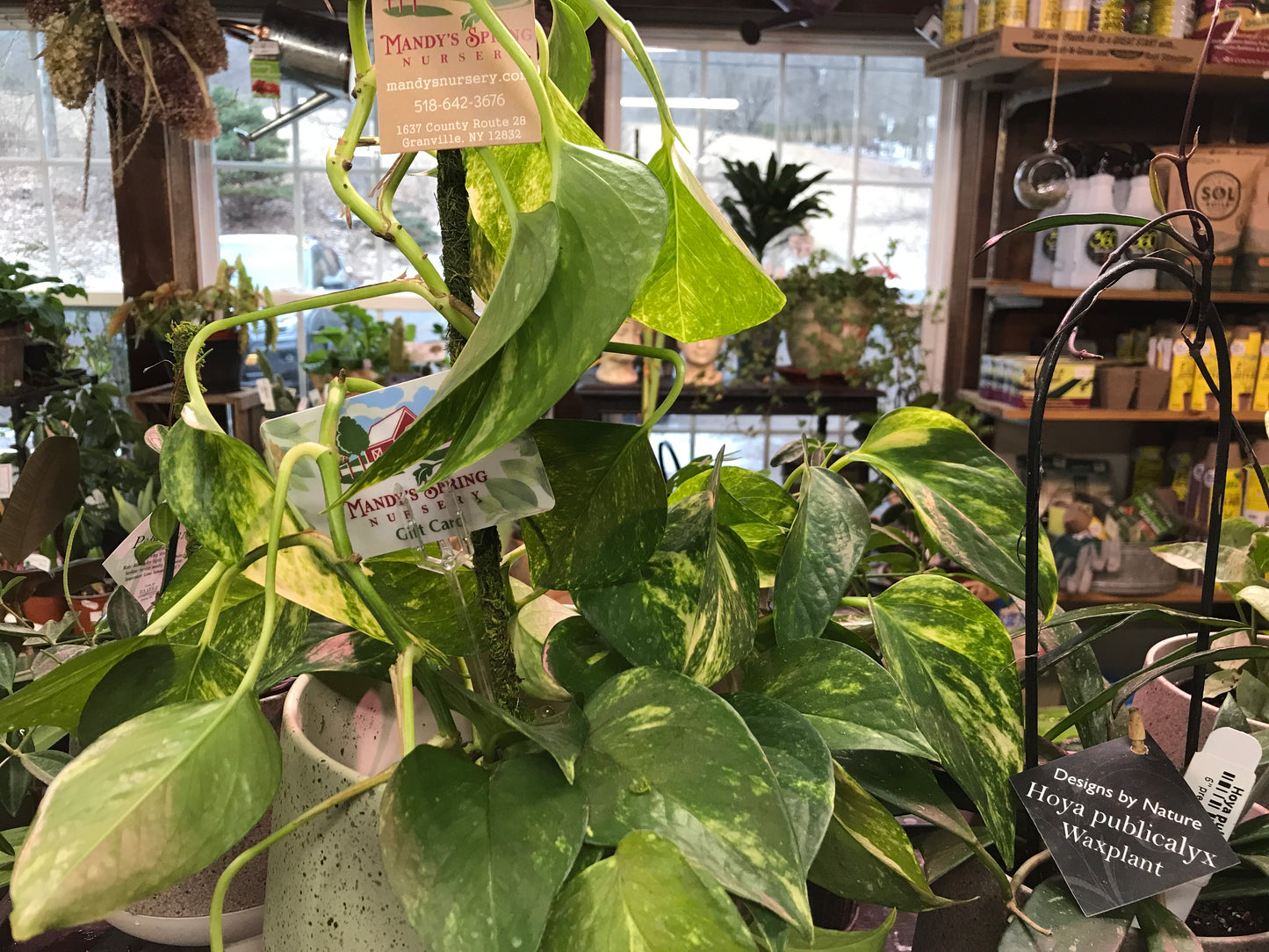 Pearls & Jade Pothos | Epipremnum aureum 'Pearls and Jade'