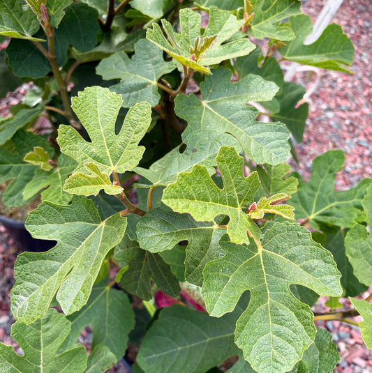 'Bensonhurst Purple' Chicago Hardy Fig | Ficus