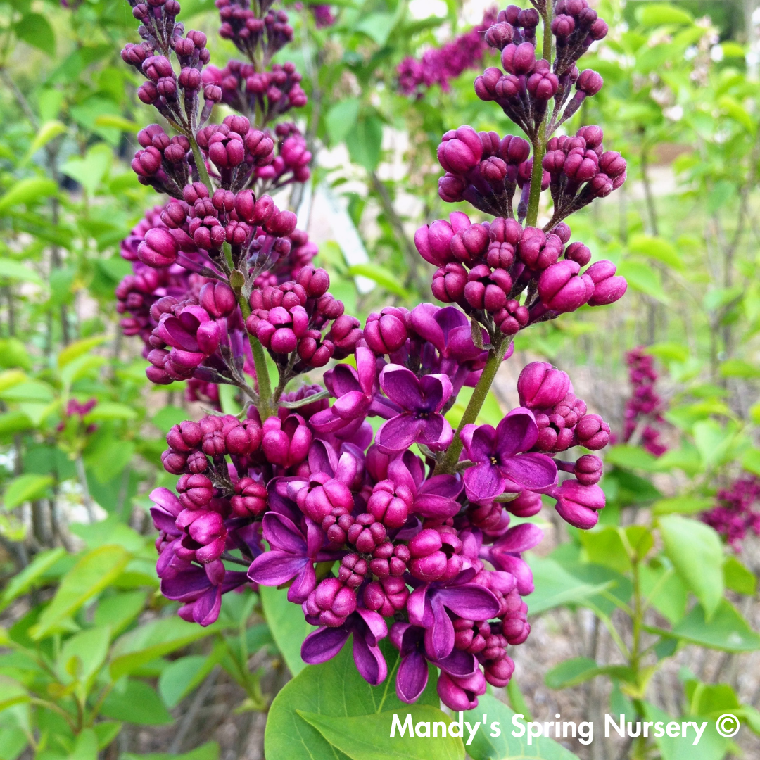 sarah seed plant Sarah Sands Lilac