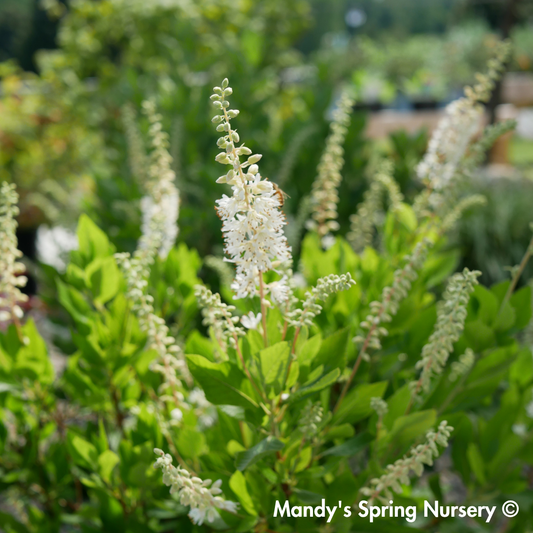 Hummingbird Summersweet | Clethra alnifolia