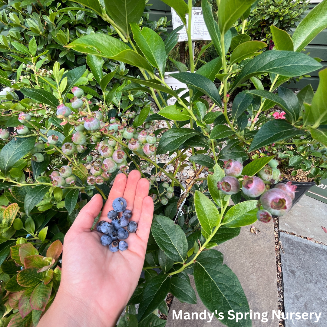 blueberry plants 'Patriot' Blueberry