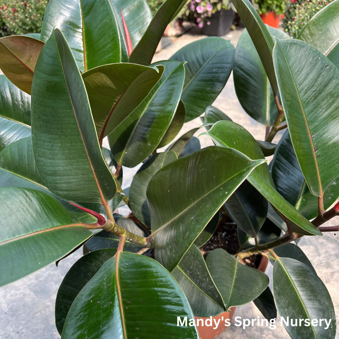pearson sound rubber tree Rubber Tree