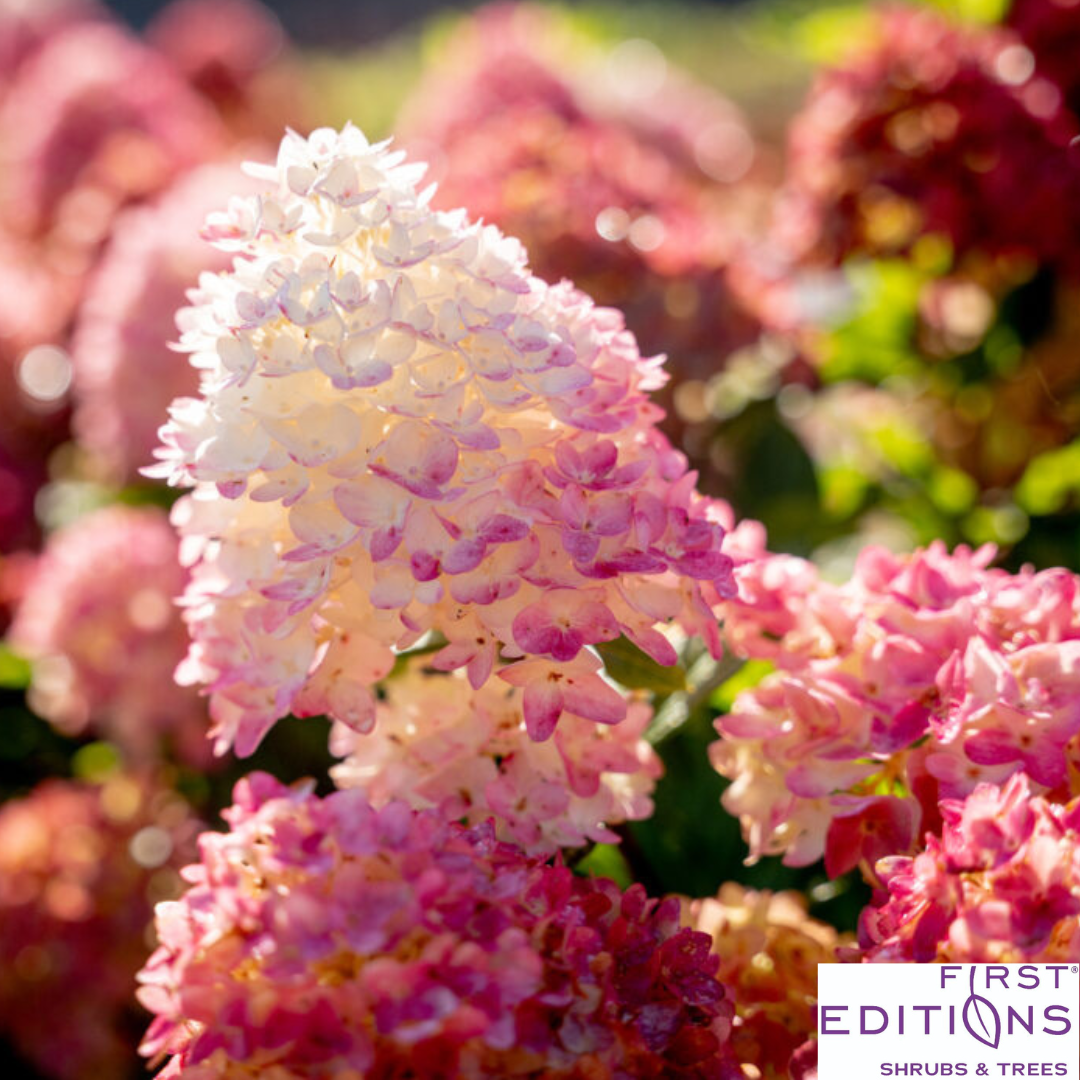 Proven Winner® Fire Light Tidbit® Hydrangea | Hydrangea paniculata