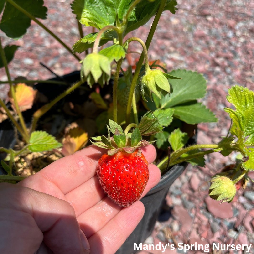 fort laramie strawberry seeds Ft. Laramie Strawberry (Everbearing) – Mandy Spring Farm Nursery, Inc