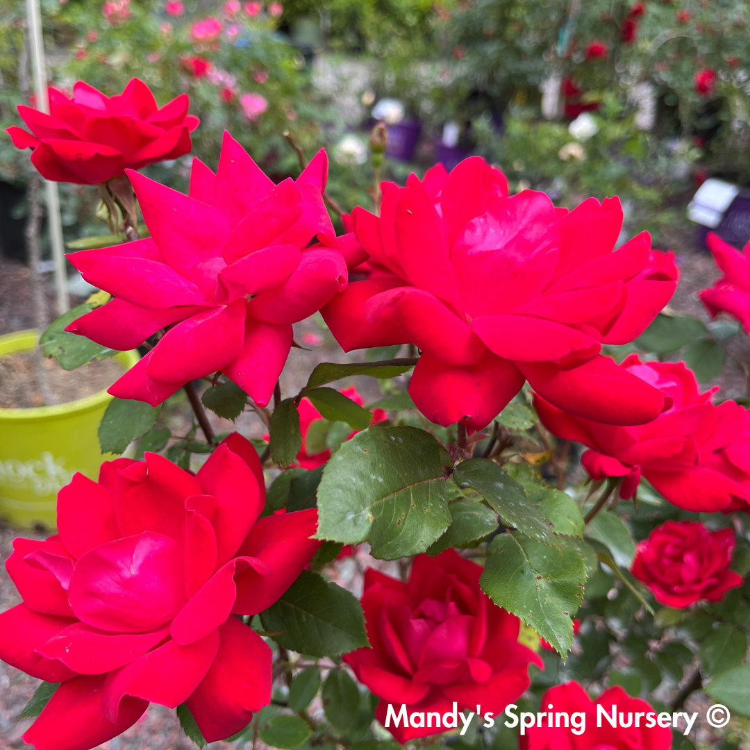 Red Double Knock Out Rose | Rosa