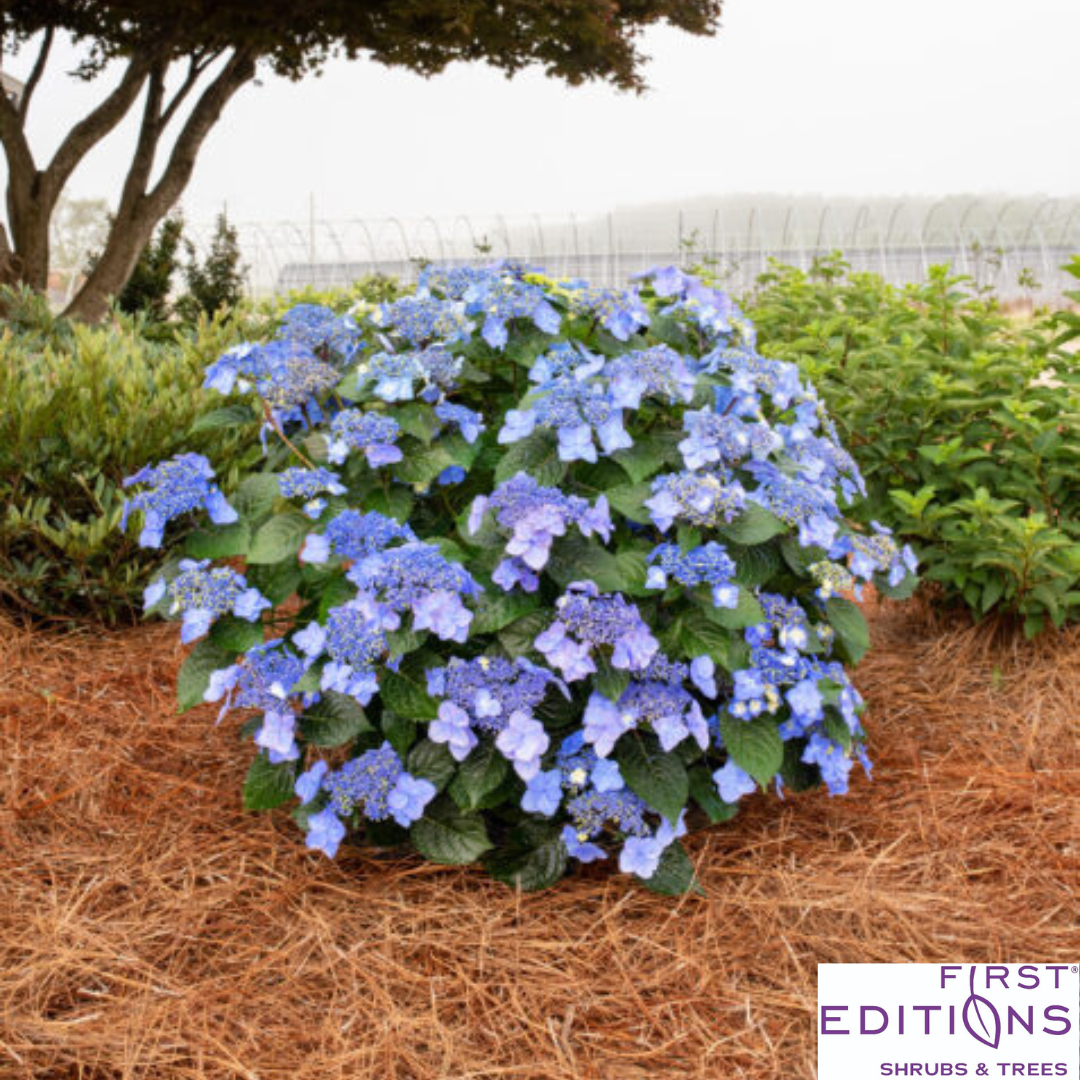 Pop Star Reblooming Bigleaf Hydrangea | Hydrangea macrophylla 'Bailmacsix'