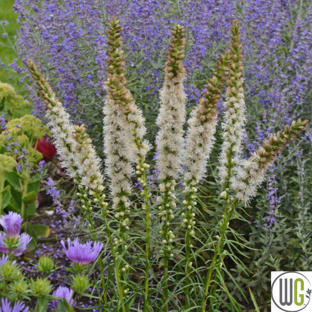 Floristan White' Gayfeather | Liastris spicata – Mandy Spring Farm Floristan White' Gayfeather | Liastris spicata – Mandy Spring Farm
