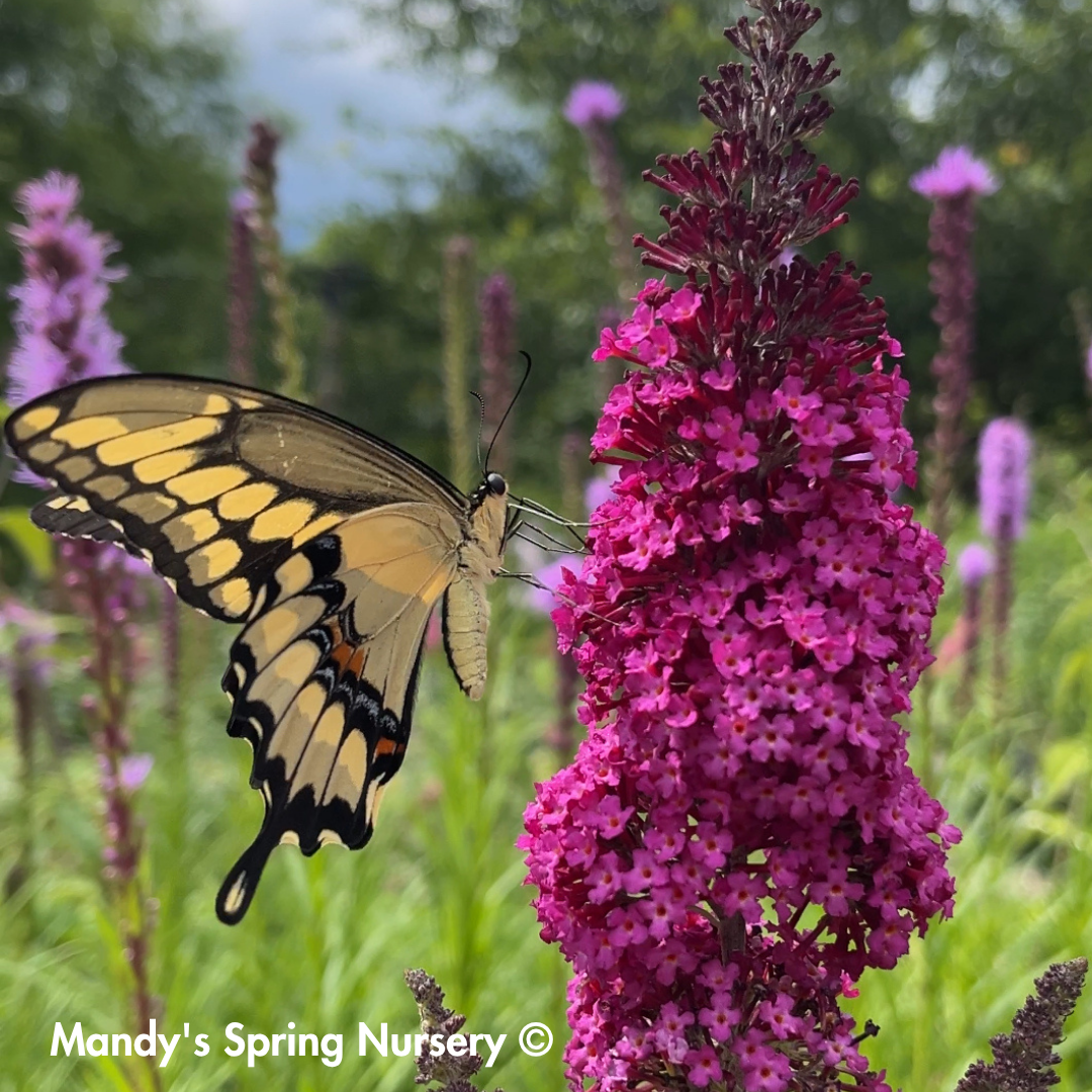 Funky Fuchsia Butterfly Bush | Buddleia davidii