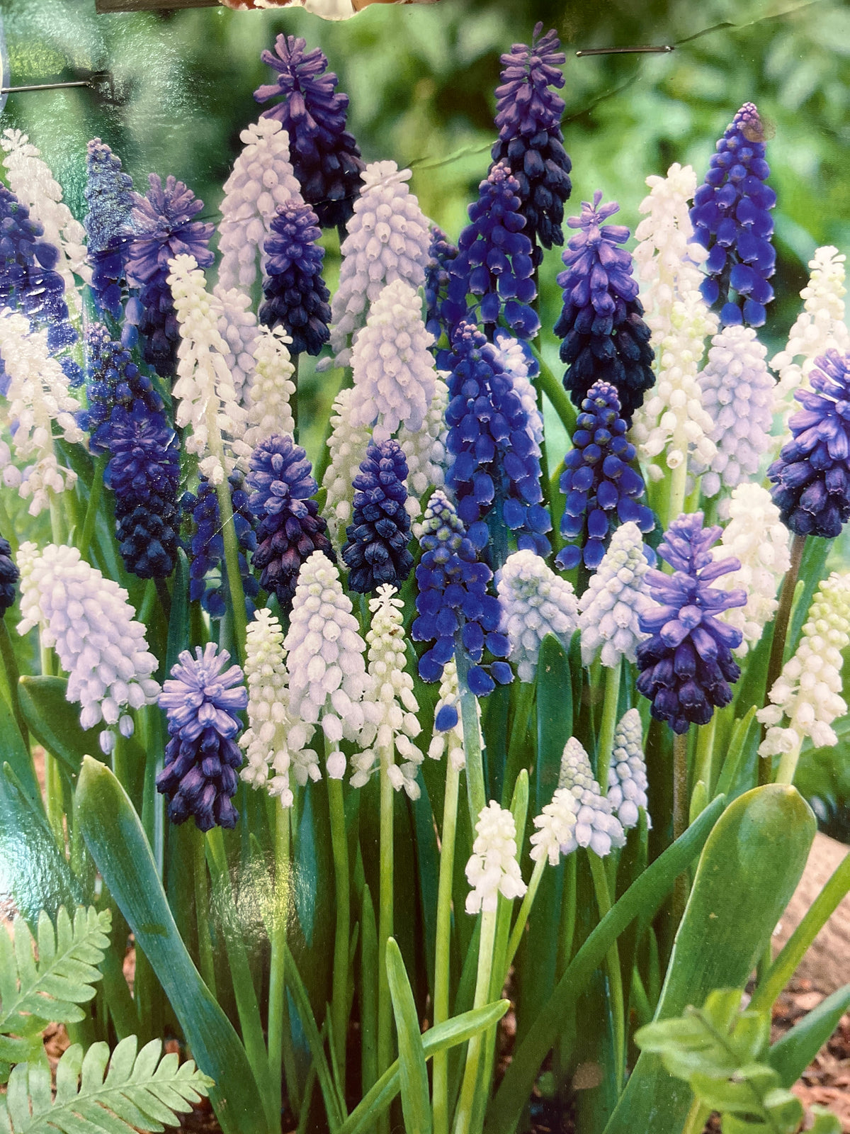 Muscari Delft Blue Blend 40 CT