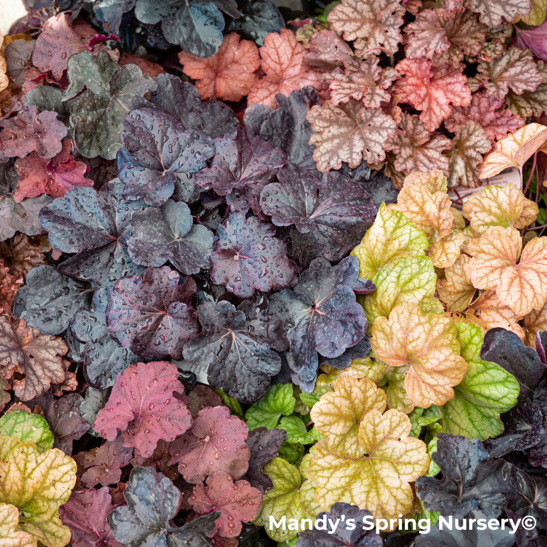 'Grape Expectations' Coral Bells | Heuchera