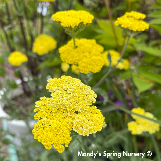 Moonshine Yarrow | Achillea