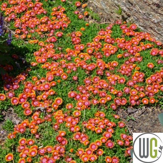 Fire Spinner®' Hardy Ice Plant | Delosperma