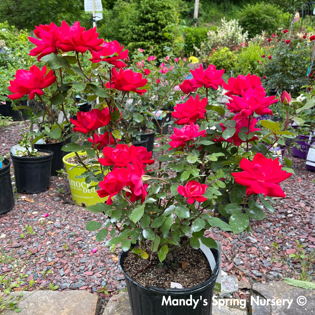 Red Double Knock Out Rose | Rosa