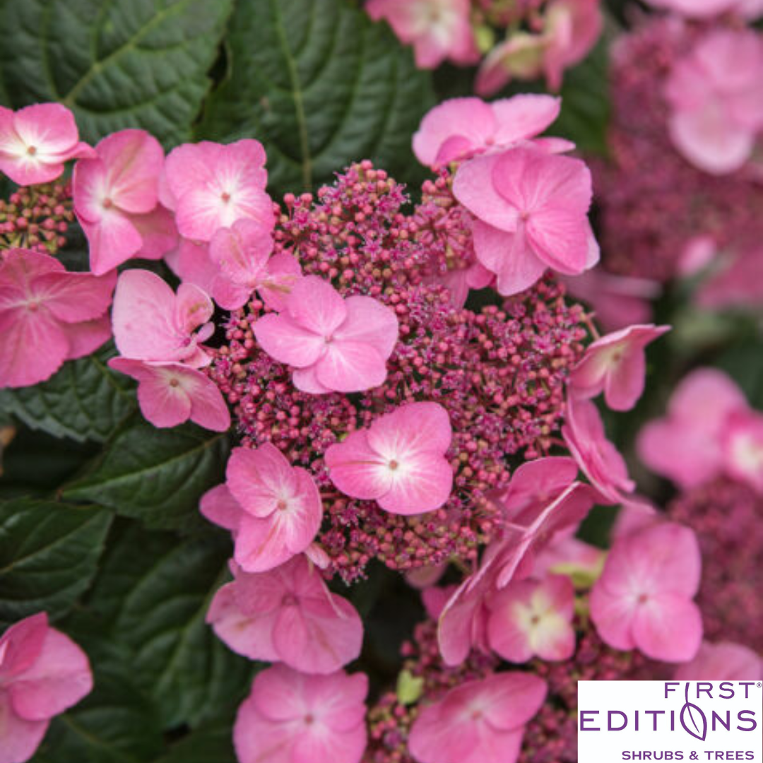 Pop Star Reblooming Bigleaf Hydrangea | Hydrangea macrophylla 'Bailmacsix'