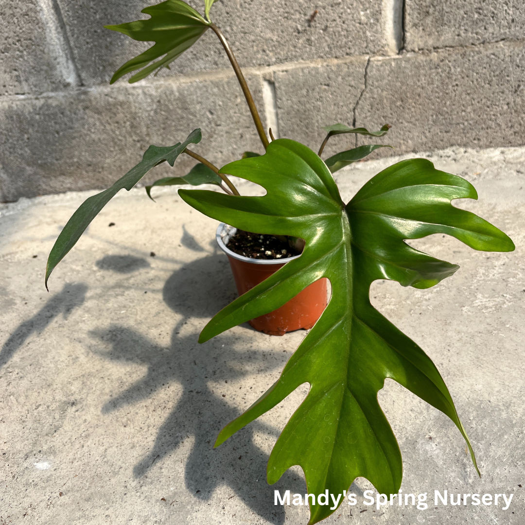 Mayoi Philodendron | Philodendron 'Mayoi'