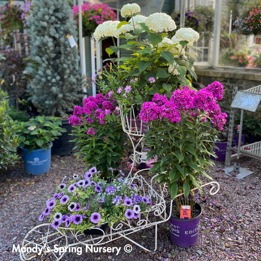 'Grape Lollipop' Garden Phlox | Phlox paniculata first edition Grape lollipop