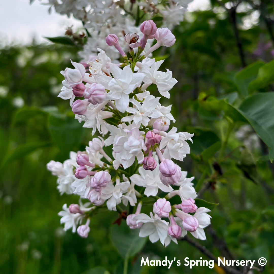 Beauty of Moscow Lilac