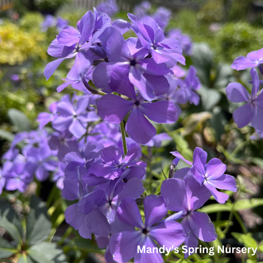 Blue Moon Woodland Phlox | Phlox divaricata