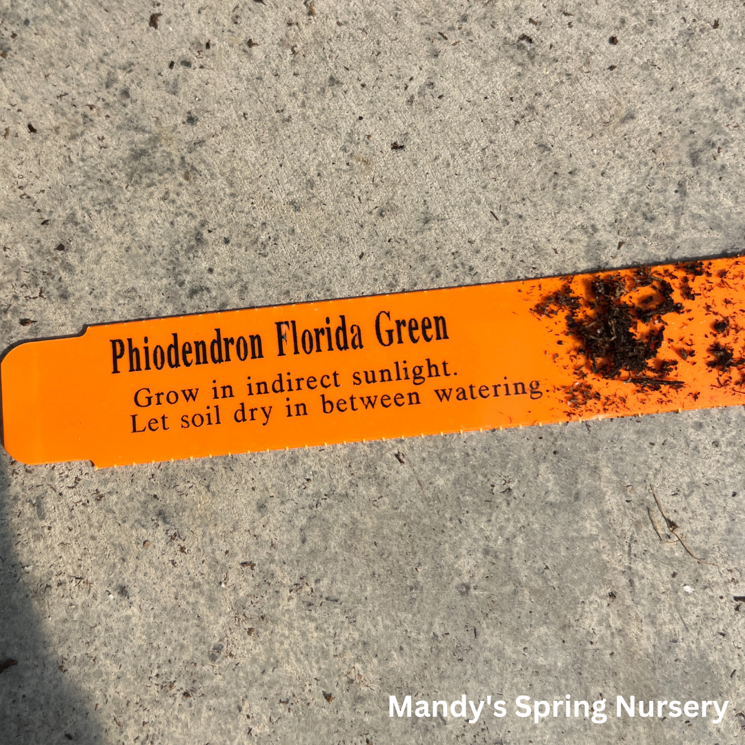 Florida Green Philodendron | Philodendron squamiferum x pedatum