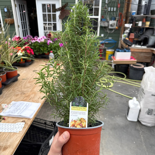 Rosemary Tree Topiary